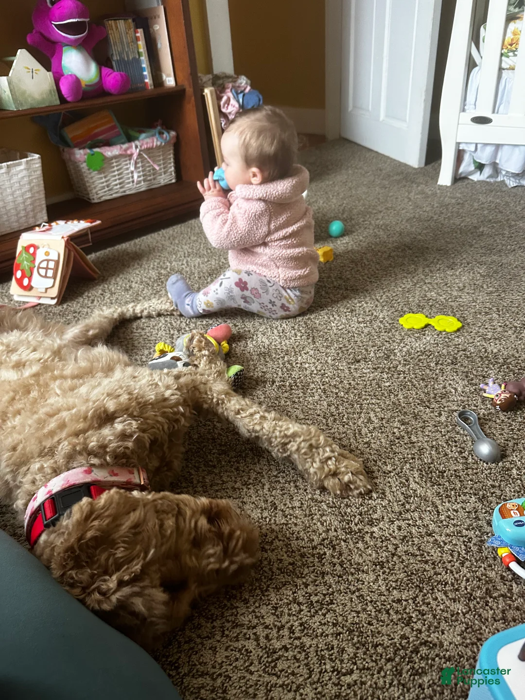 Goldendoodle dogs for sale: Goldendoodle Puppy 1 - Ad 2