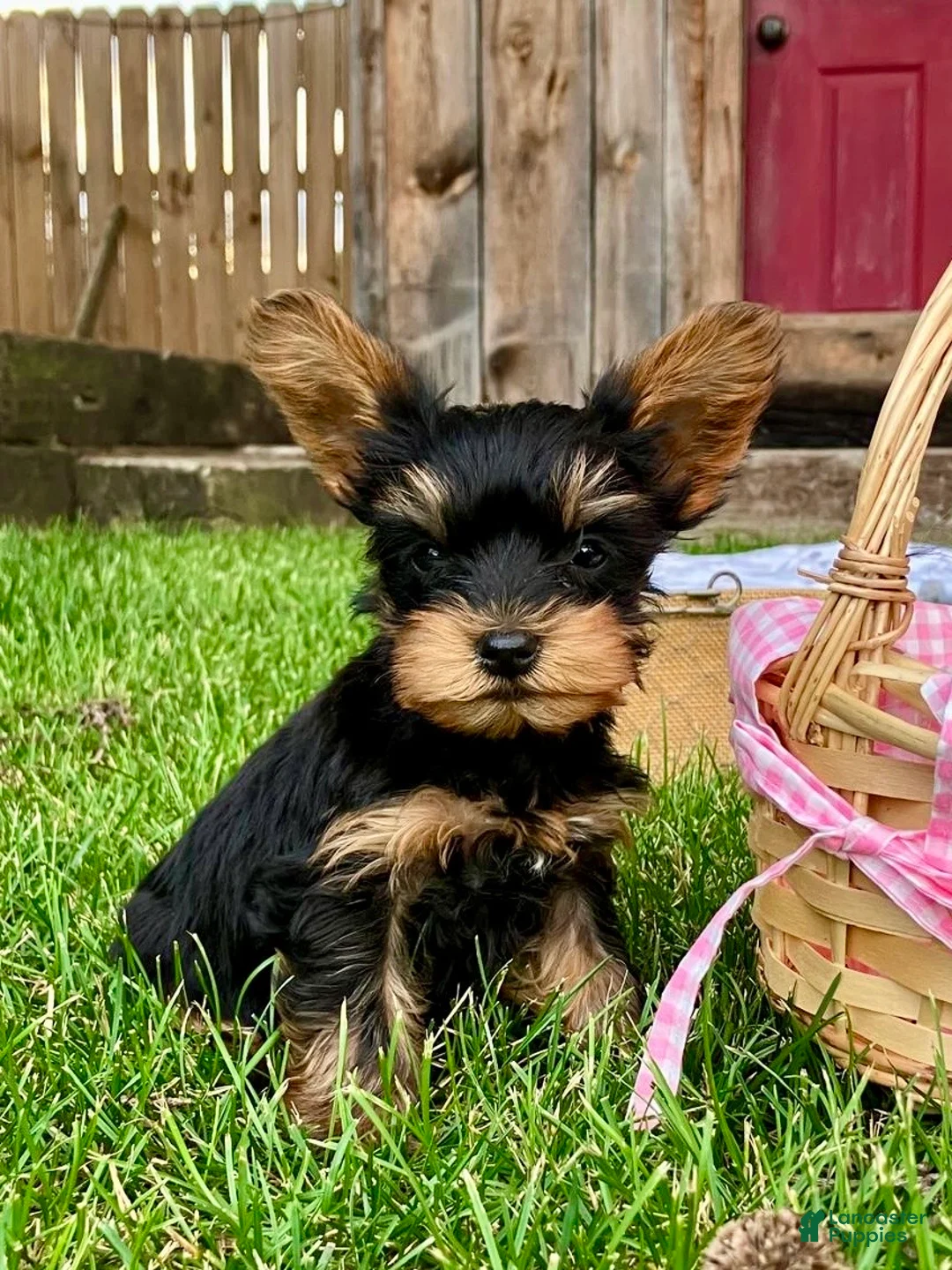 Yorkshire Terrier dogs for sale: Max - Ad 2