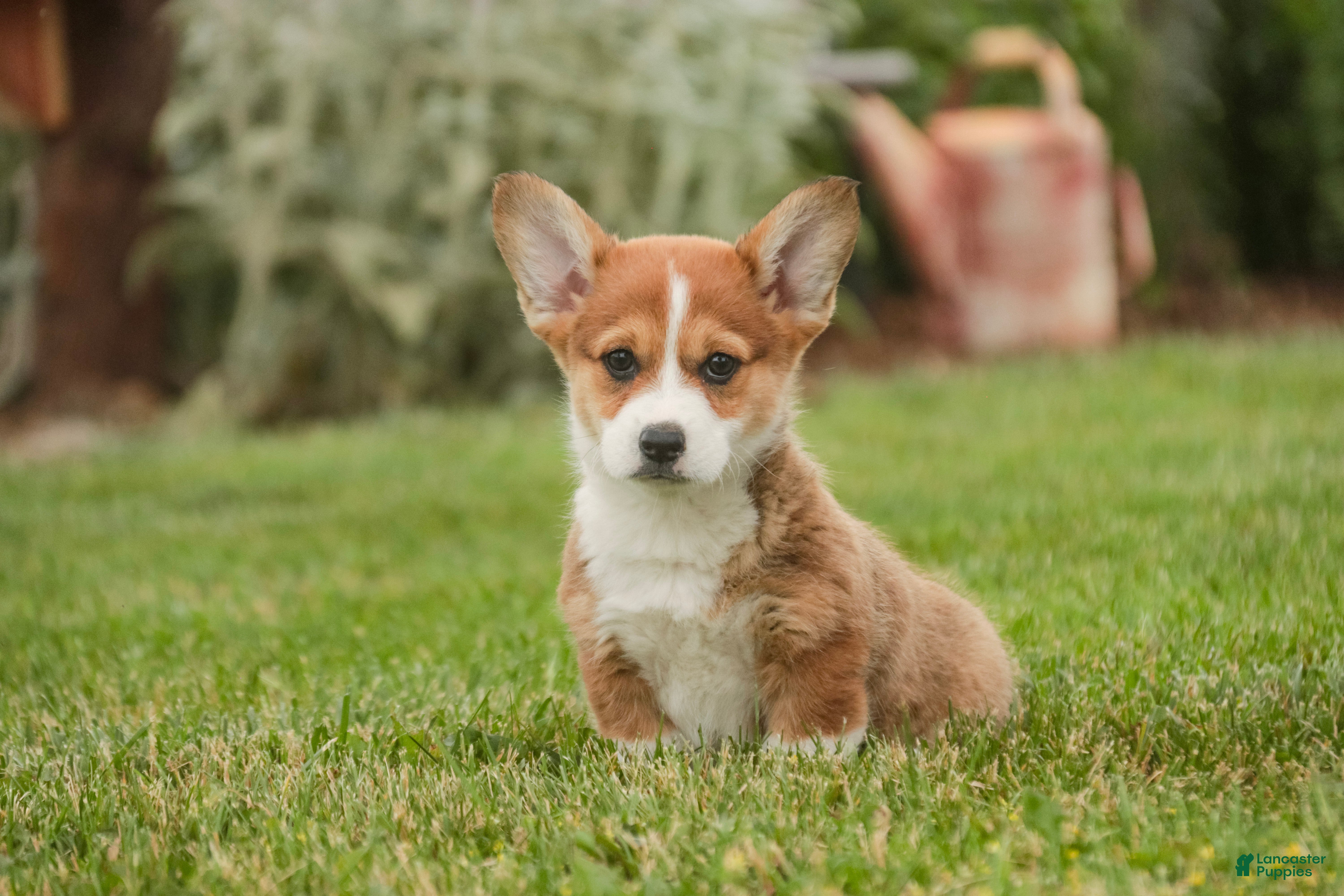 Welsh Corgi Pembroke dogs Ramona - Ad 1