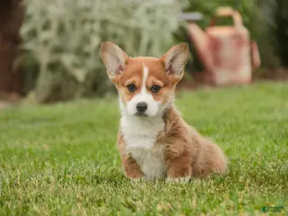 Welsh Corgi Pembroke dogs for sale: Ramona - Ad 3
