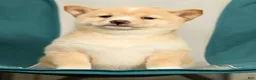 Shiba Inu dogs for sale: Kerry - Ad 8