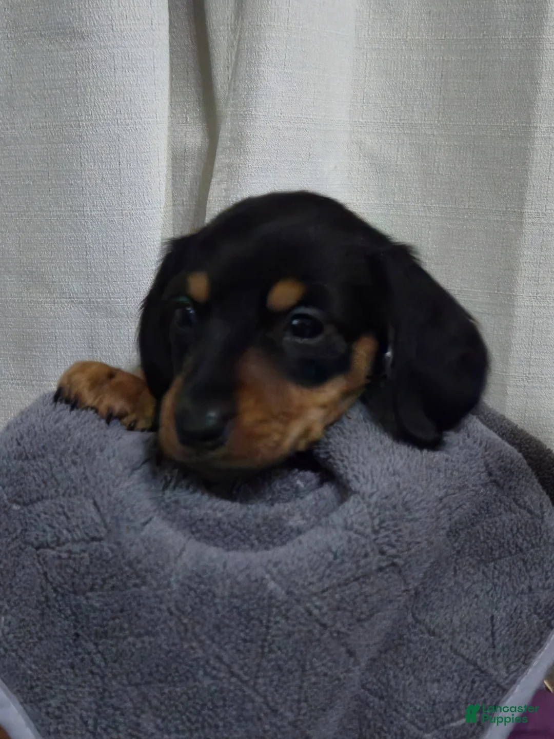 Dachshund dogs for sale: Dachshund Puppy 1 - Ad 2