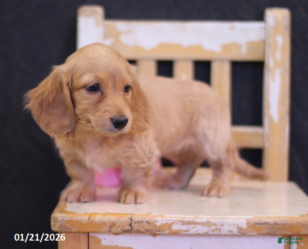 Miniature Dachshund dogs for sale: Lindy - Ad 4