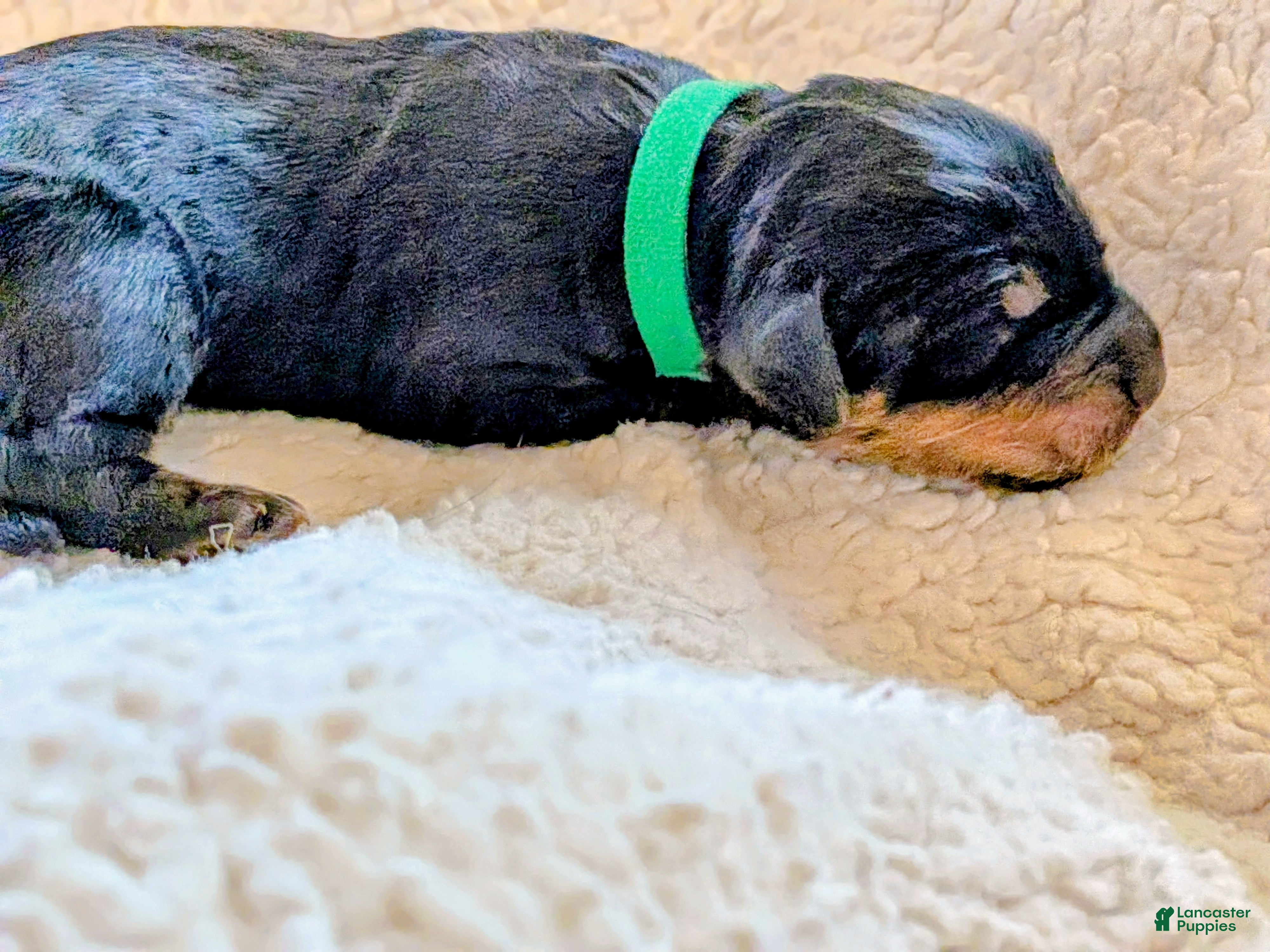 Mixed Breed dogs Goldador/Bernadoodle Puppy 6 - Ad 34