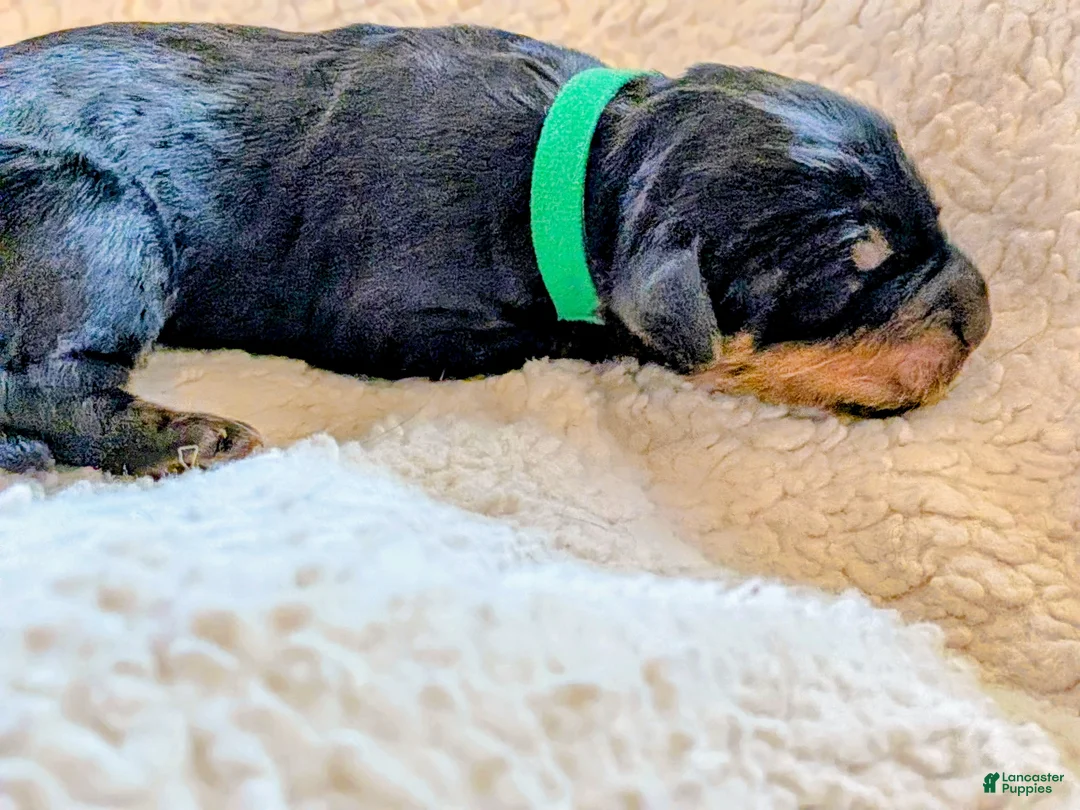 Mixed Breed dogs for sale: Goldador/Bernadoodle Puppy 6 - Ad 1