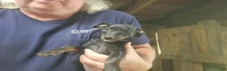 Miniature Pinscher dogs for sale: Gracie - Ad 1