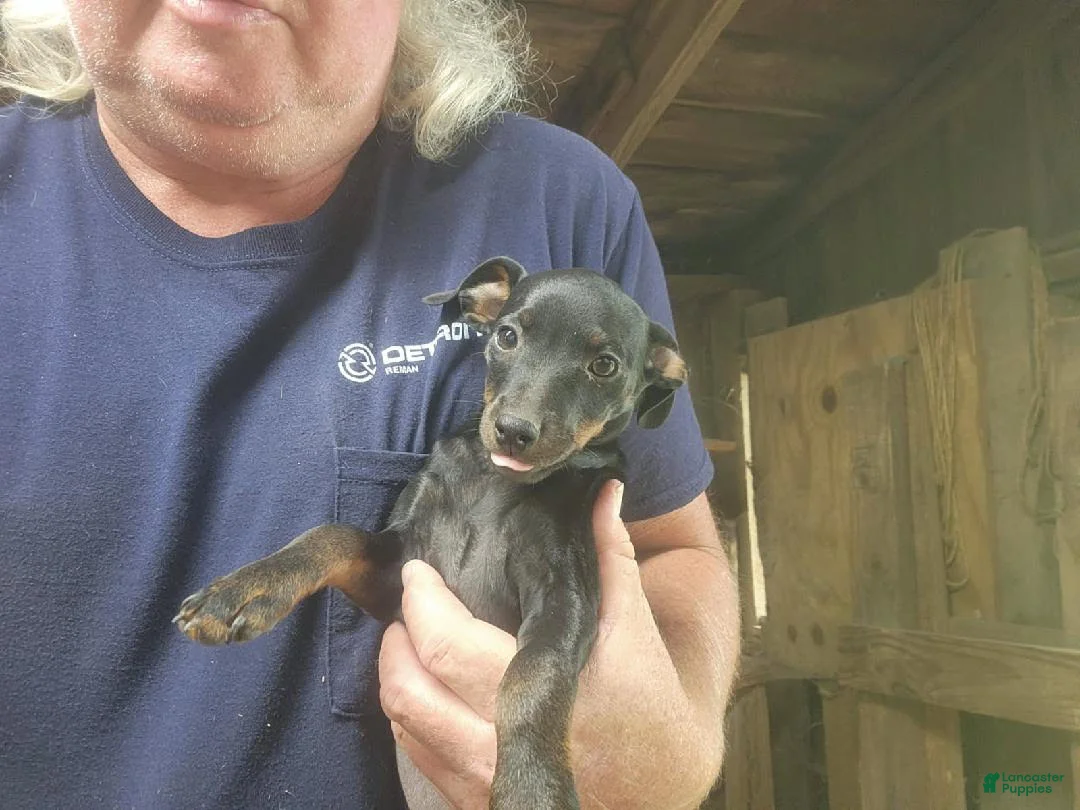 Miniature Pinscher dogs for sale: Gracie - Ad 1
