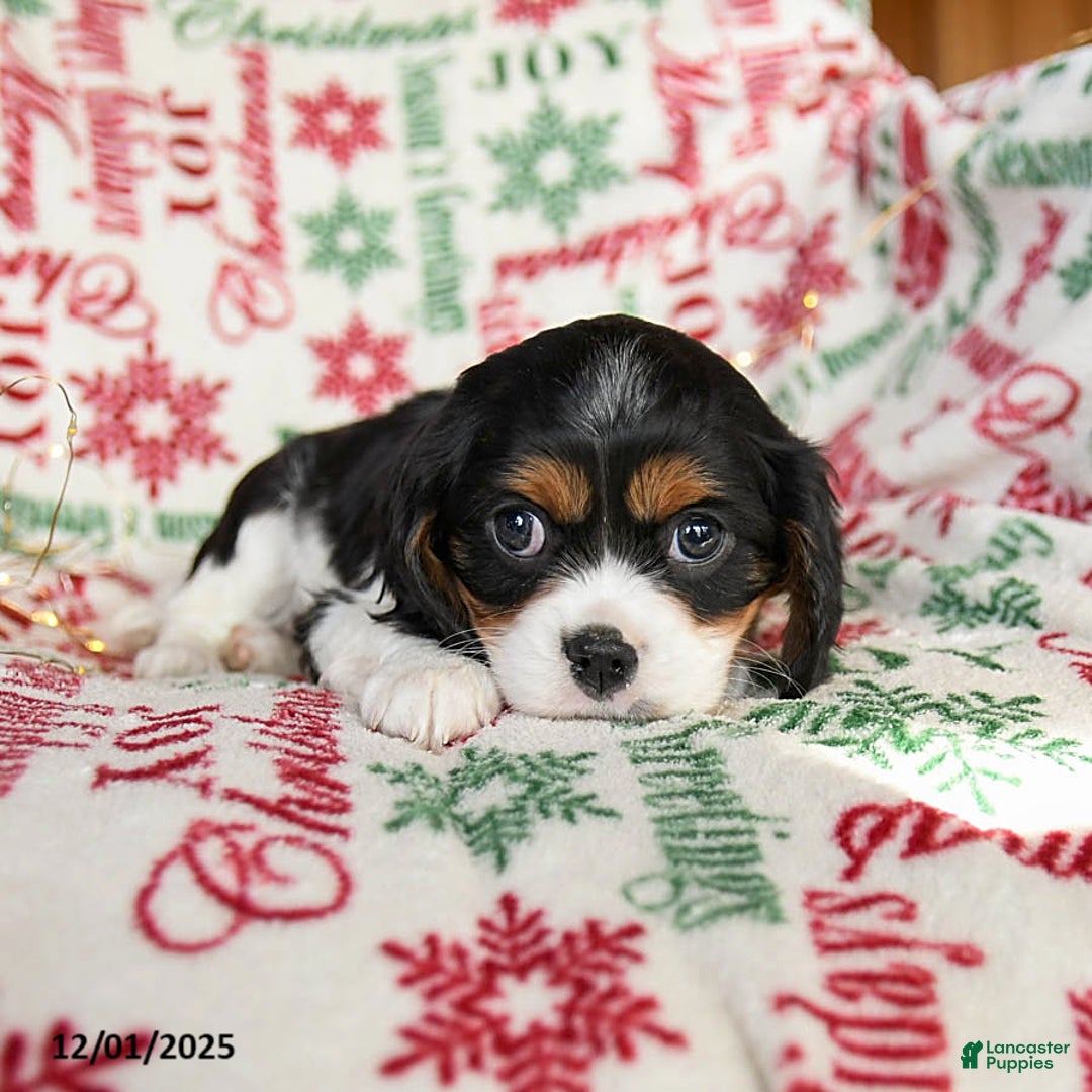 Cavalier King Charles Spaniel dogs for sale: Buffy - Ad 2