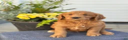 Goldendoodle dogs for sale: Trudy - Ad 6