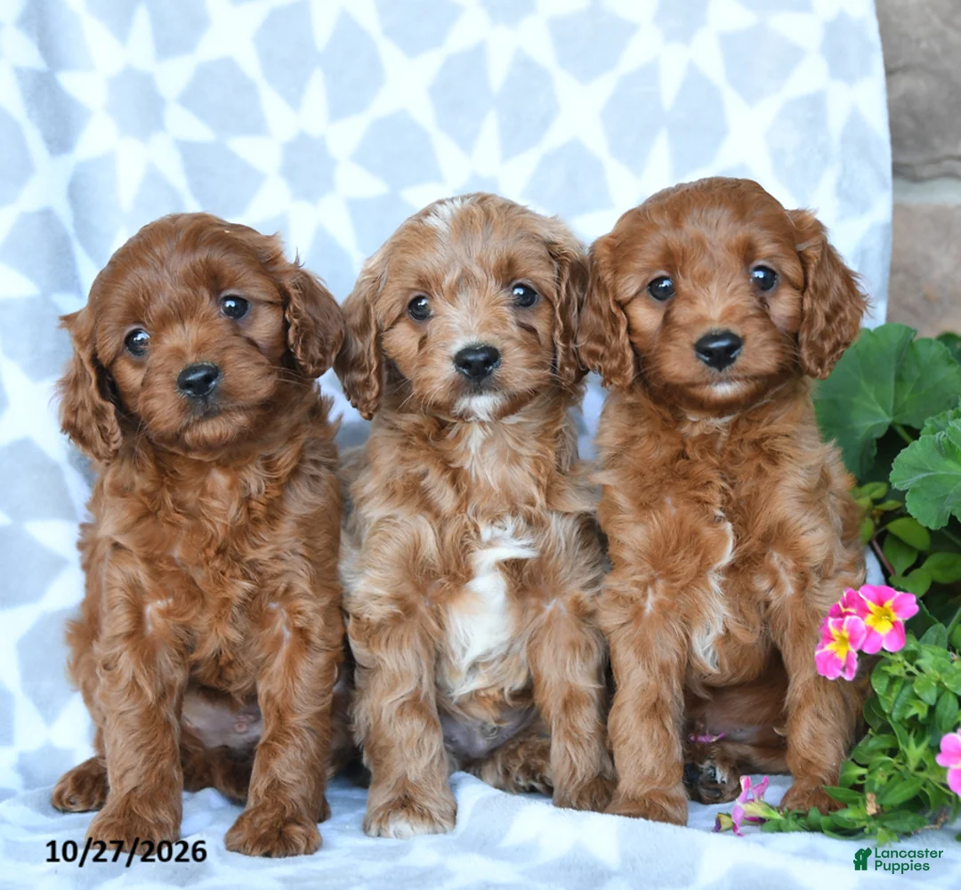 Cavapoo dogs for sale: Tater - Ad 3