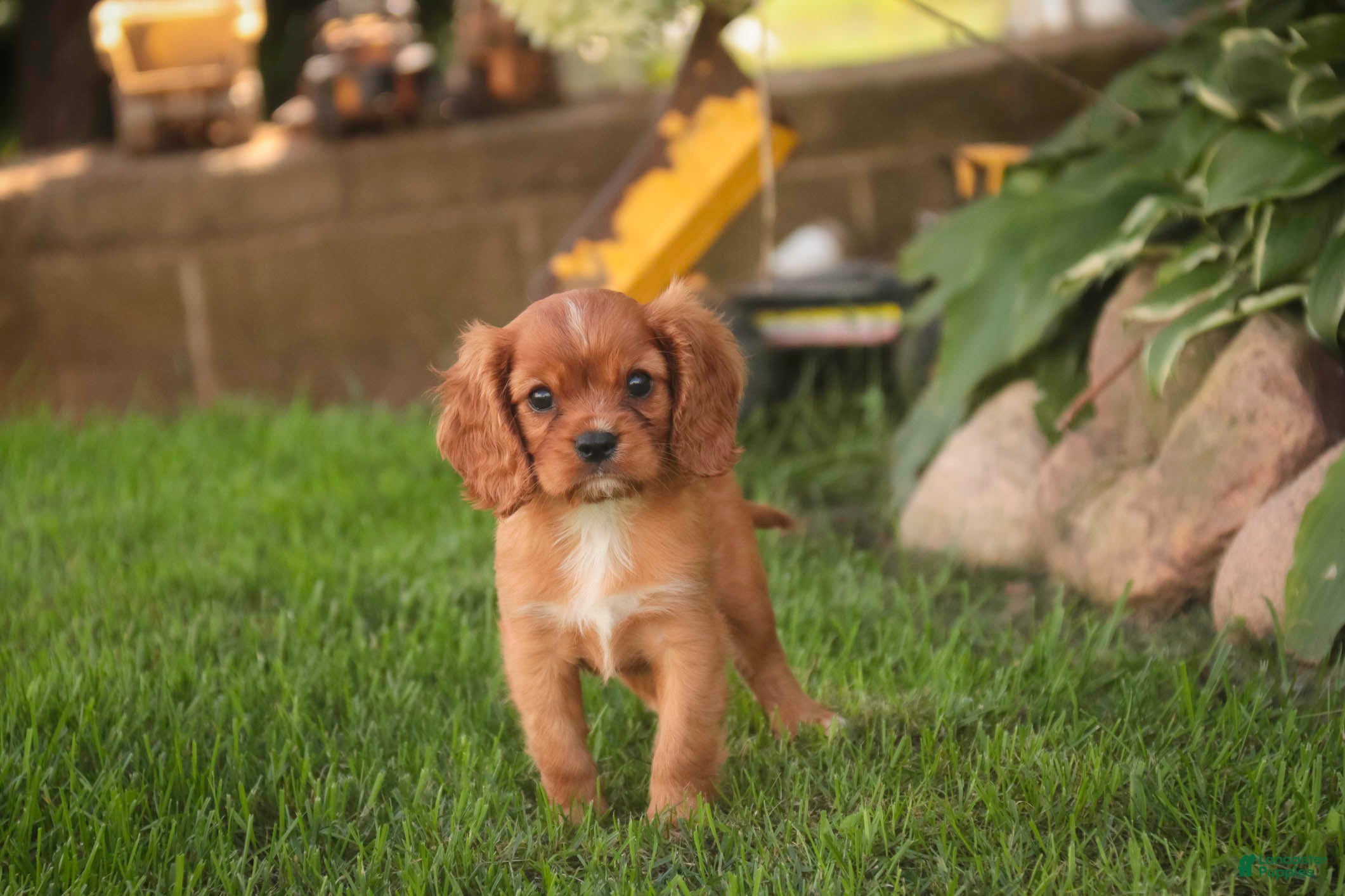 Cavalier King Charles Spaniel dogs Augie Cavalier King Charles Spaniel  - Ad 2