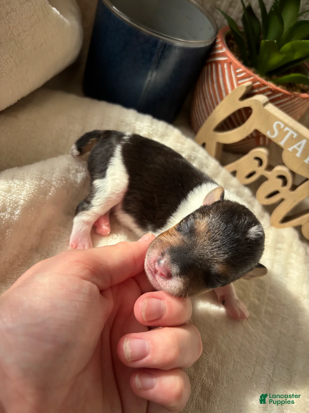 Wire Fox Terrier dogs for sale: Wire Fox Terrier 7 - Ad 2