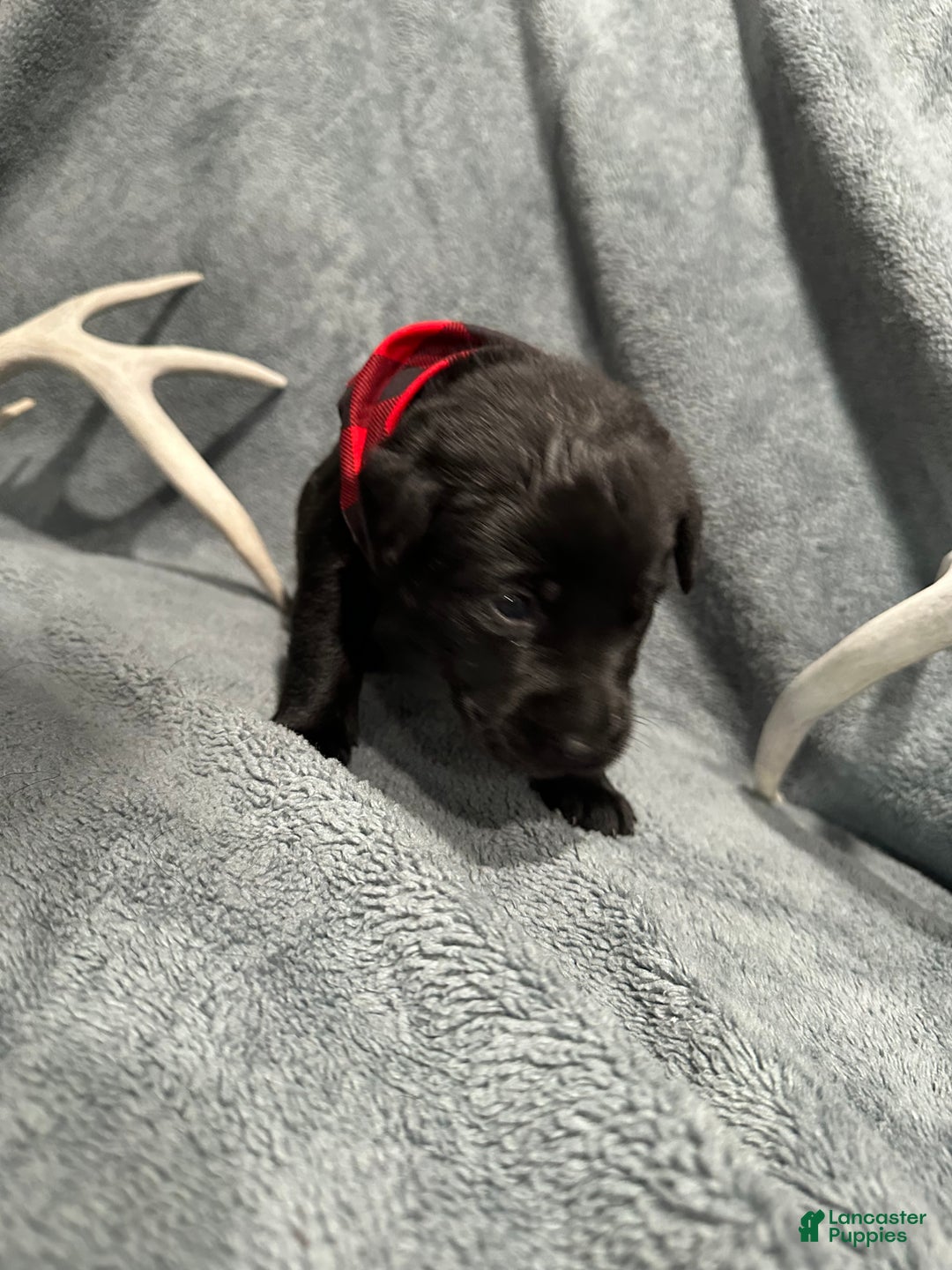 Labrador Retriever dogs for sale: Remington  - Ad 2