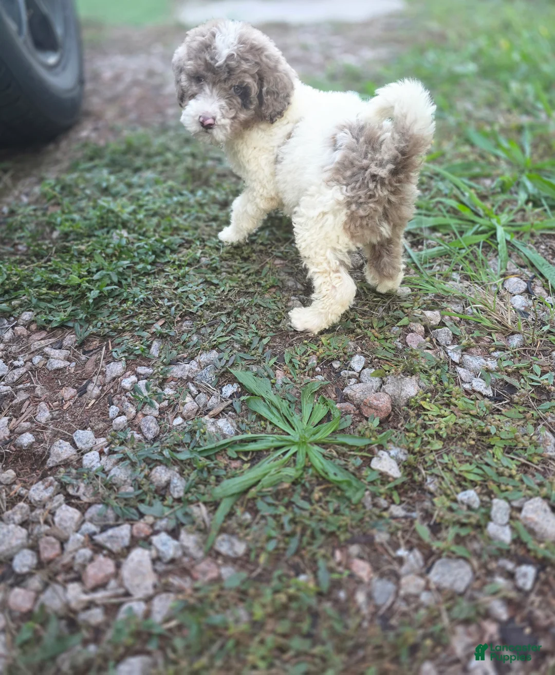 Sheepadoodle dogs for sale: Sheepadoodle 1 - Ad 2