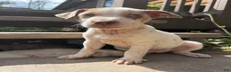 Mixed Breed dogs for sale: Echo - Ad 3