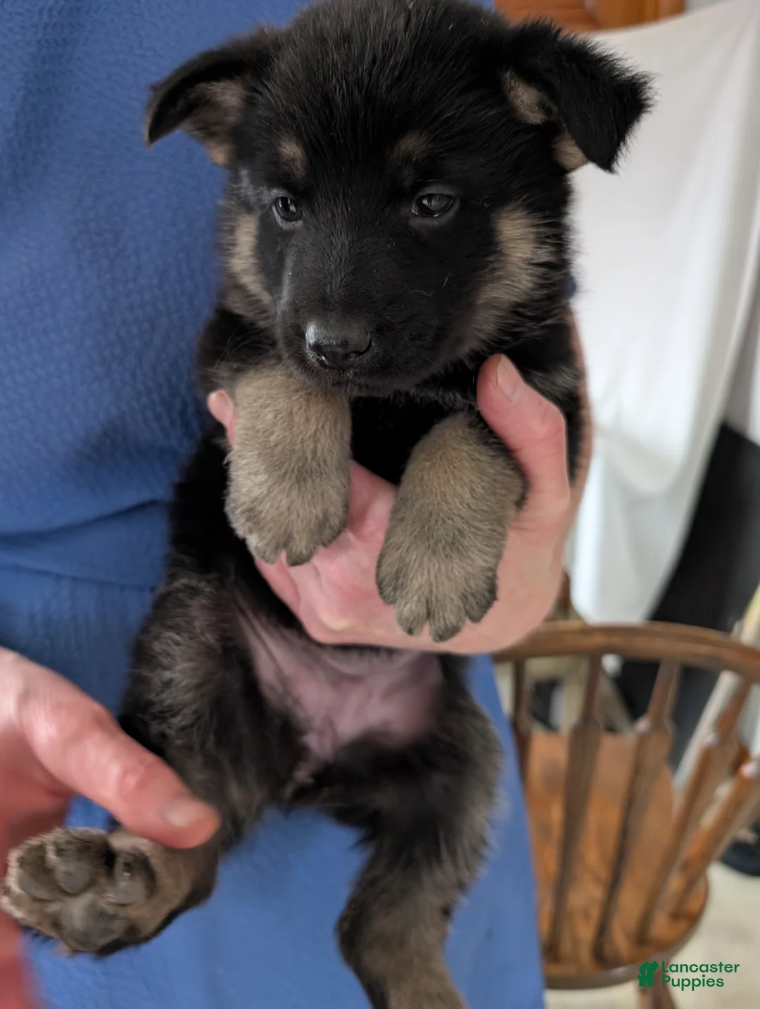 German Shepherd dogs for sale: Raina - Ad 12