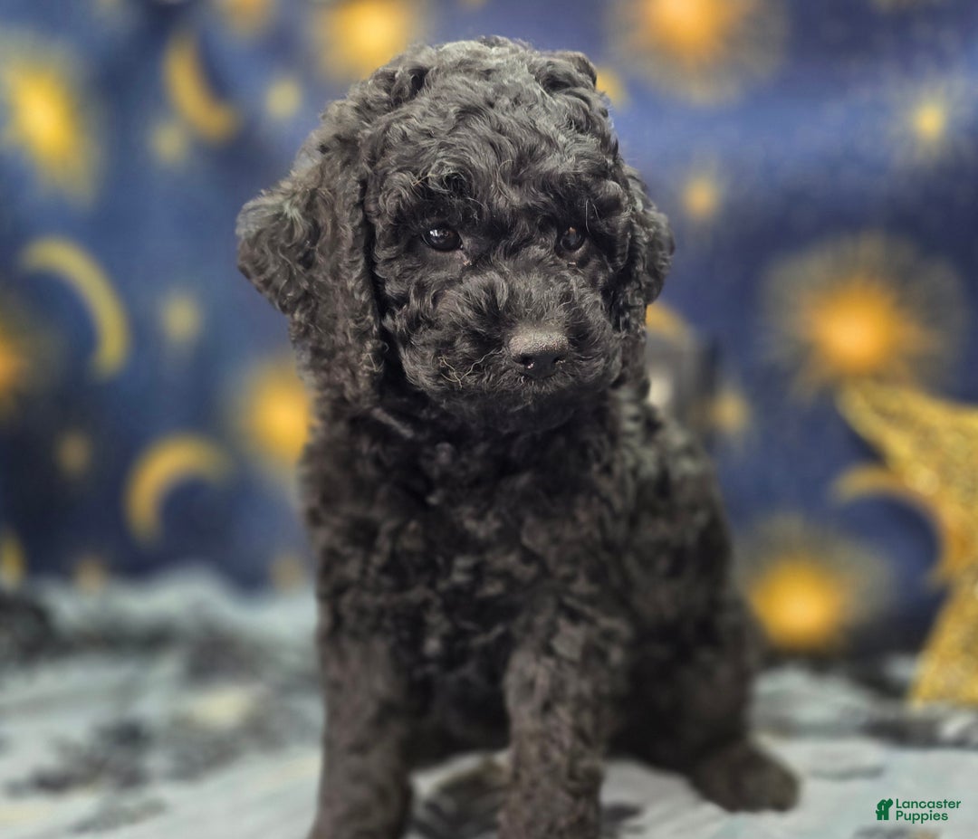 Cockapoo dogs for sale: Foggy - Ad 9