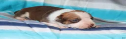 American Bully dogs for sale: Ahoska - Ad 1