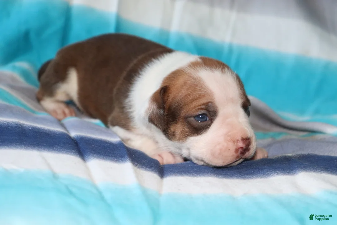 American Bully dogs for sale: Ahoska - Ad 1