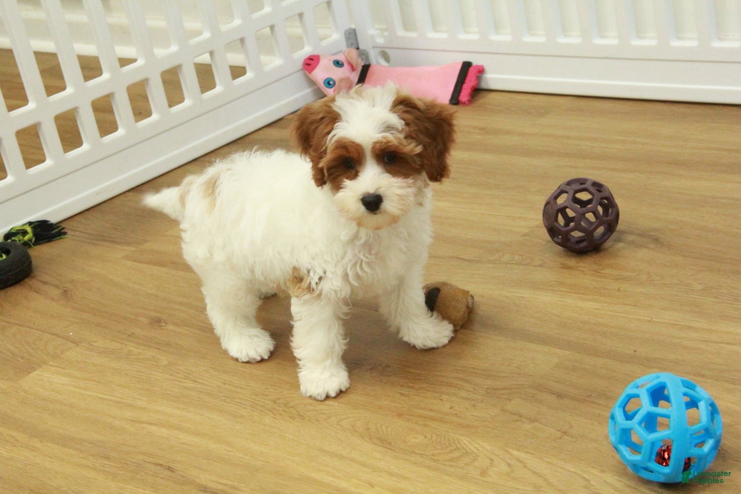 Cavapoo dogs Mia - Ad 23