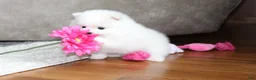 Pomeranian dogs for sale: Emmy - Ad 7