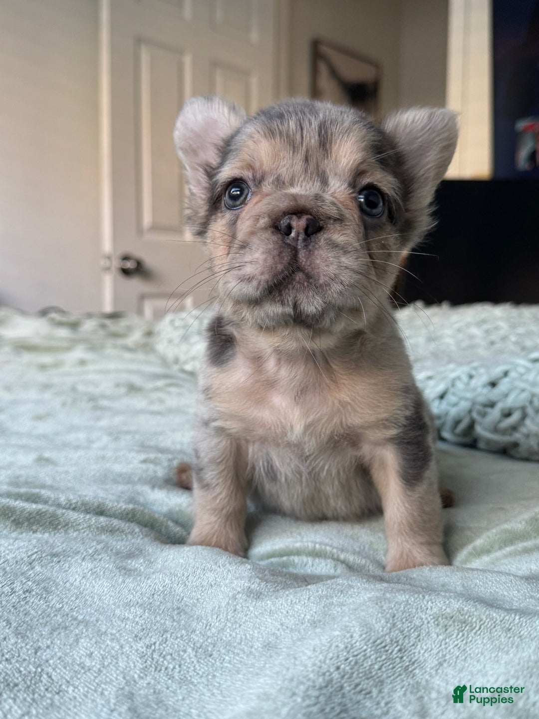 French Bulldog dogs for sale: Lilac tan fluffy french bulldog  - Ad 22