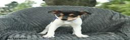 Smooth Fox Terrier dogs for sale: Dusty  - Ad 3