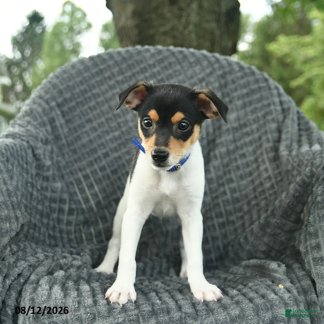 Smooth Fox Terrier dogs for sale: Dusty  - Ad 3