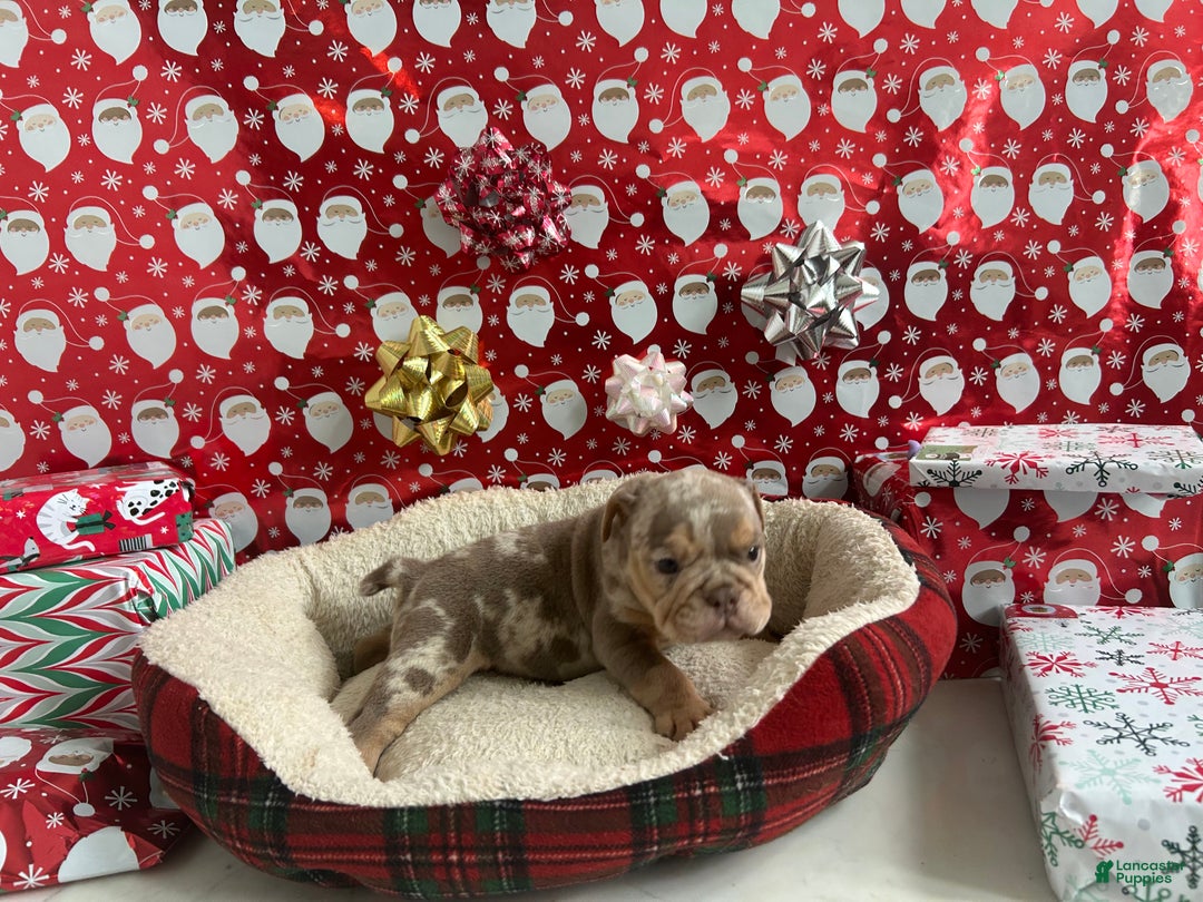 English Bulldog dogs for sale: Forest - Ad 5