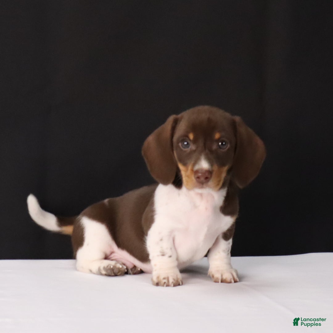 Dachshund dogs for sale: Pete - Ad 2