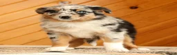 Australian Shepherd dogs for sale: Barbara - Ad 4