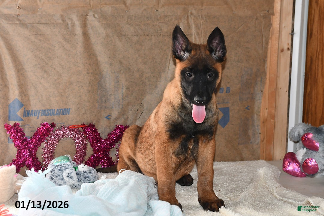 Belgian Malinois dogs for sale: Finn - Ad 2