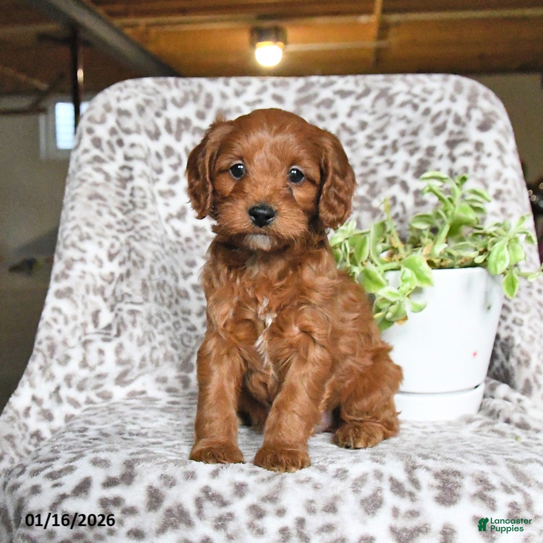 Cavapoo dogs for sale: Gina - Ad 2