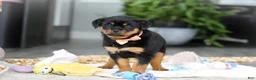 Rottweiler dogs for sale: Queen - Ad 6