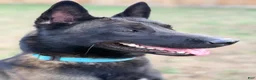 Belgian Malinois dogs for stud: Vidarr - Ad 3