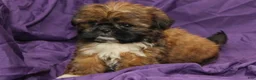 Shih Tzu dogs for sale: Smudge - Ad 3