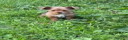 Yorkshire Terrier dogs for sale: Yorkshire Terrier 2 - Ad 3
