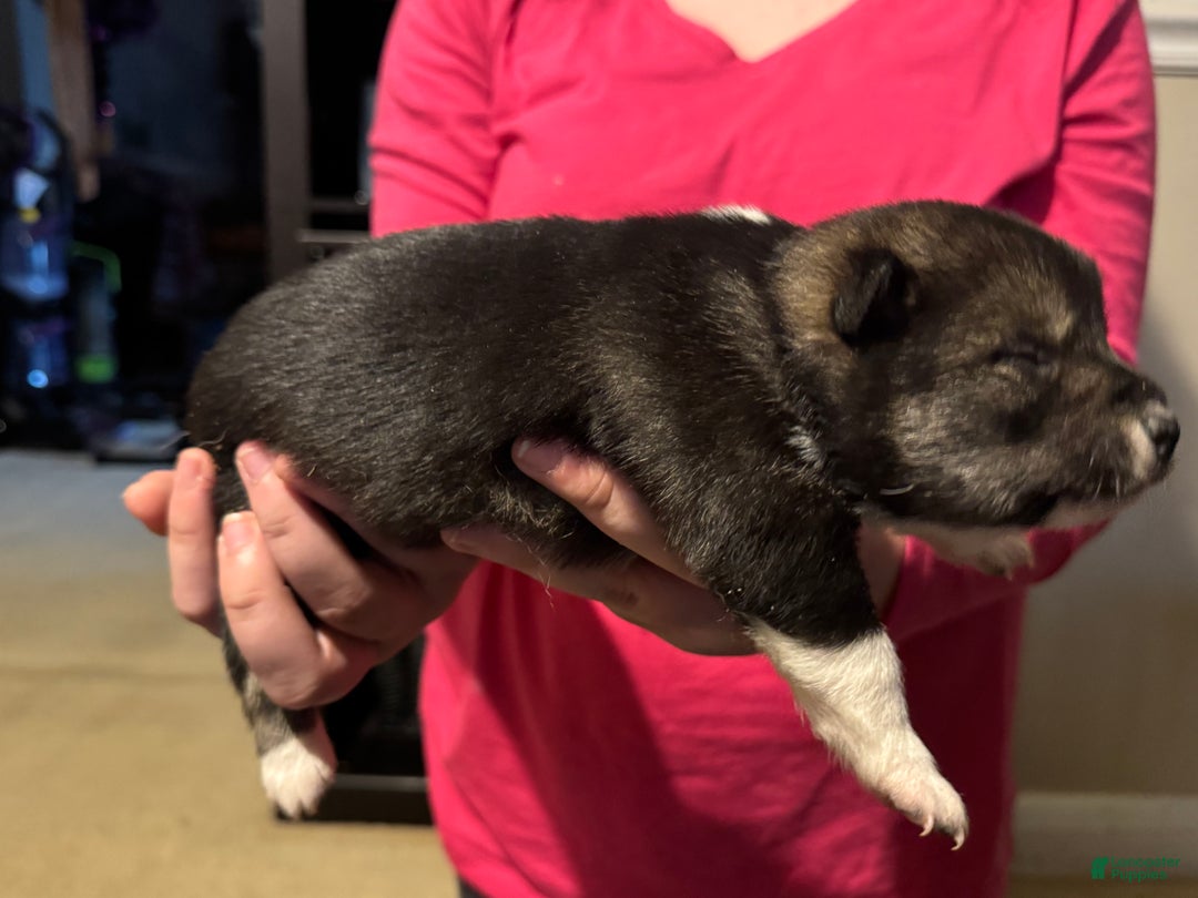 Shiba Inu dogs for sale: Shiba Inu Puppy 2 - Ad 8