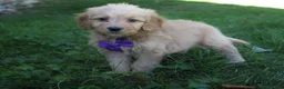 Mini Goldendoodle dogs for sale: Duke 💎 - Ad 5