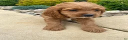 Cockapoo dogs for sale: Cash - Ad 13