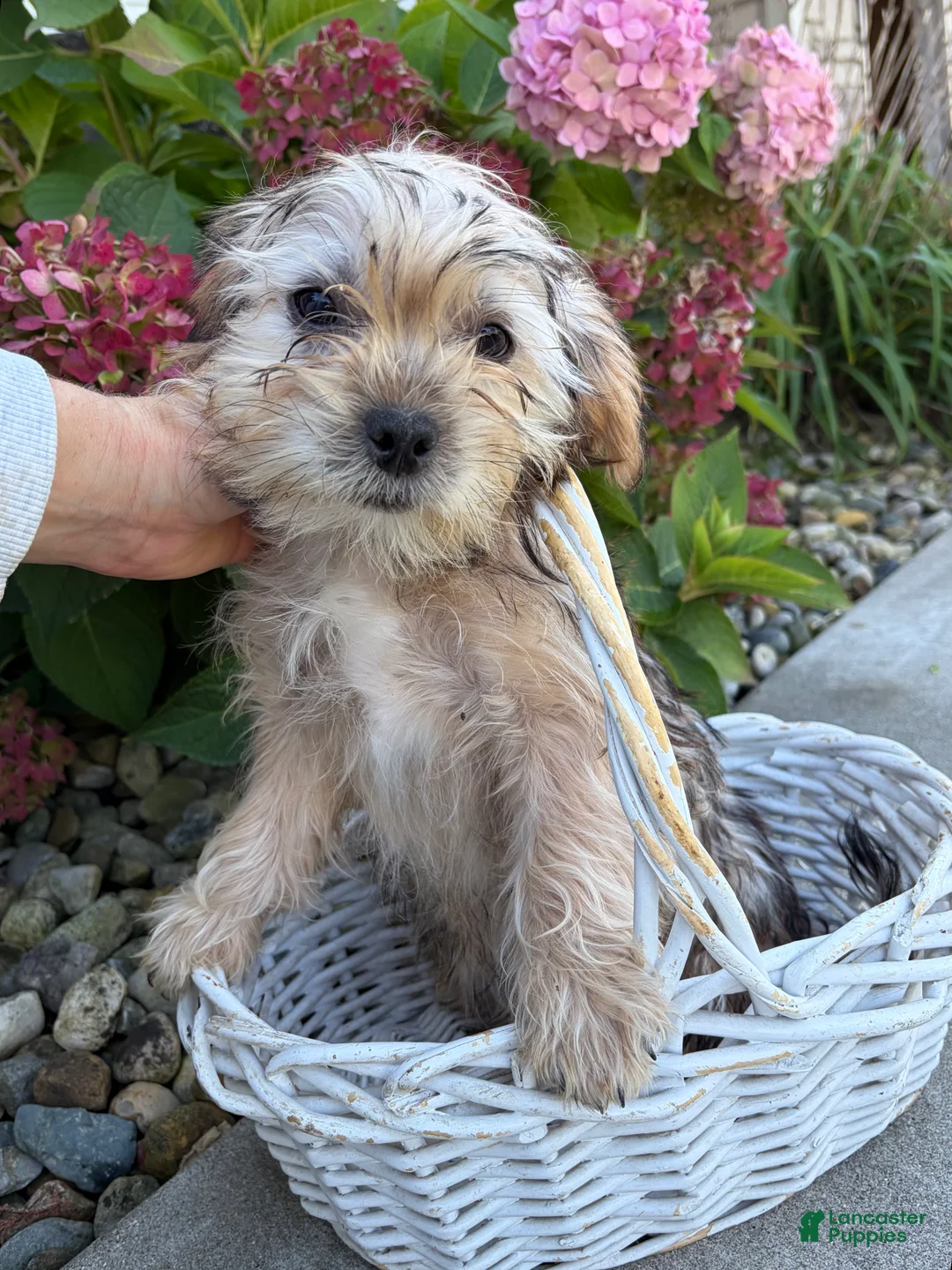 Shorkie dogs for sale: Ace - Ad 2