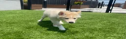 Alaskan Klee Kai dogs for sale: Lady Alona (Lady) - Ad 9