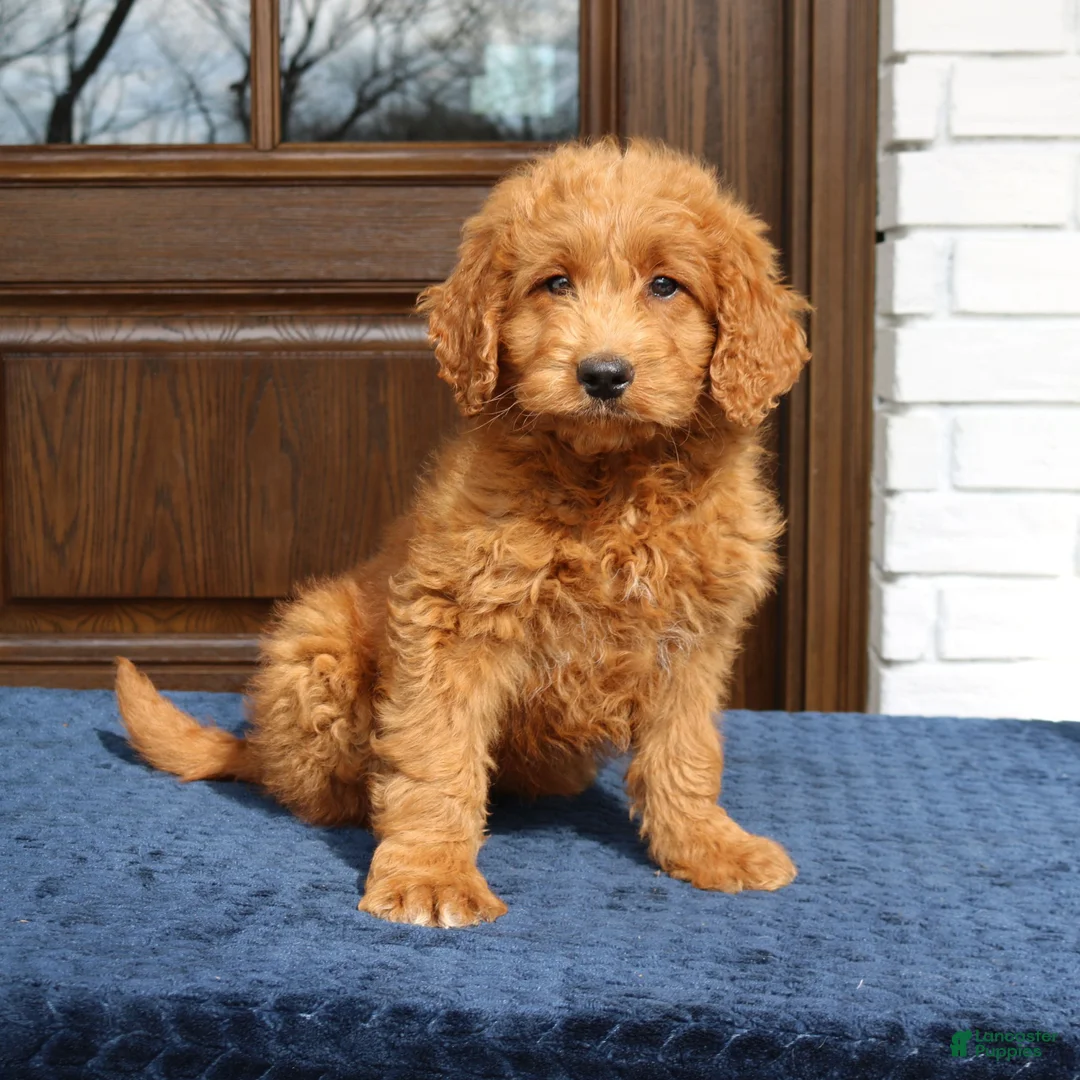 Mini Goldendoodle dogs for sale: Bessie  - Ad 4