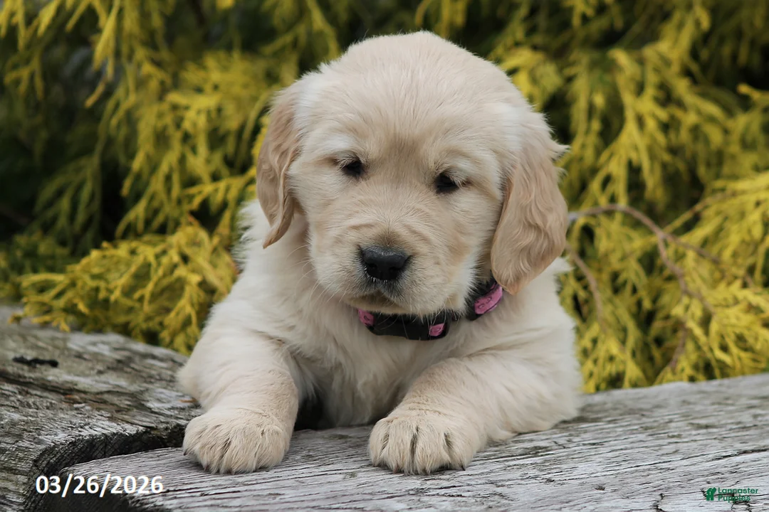 Golden Retriever dogs for sale: Pansy - Ad 1