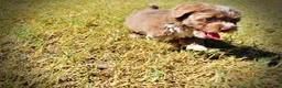 Havapoo dogs for sale: Oscar - Ad 9