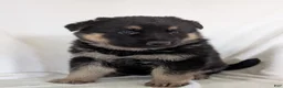 German Shepherd dogs for sale: Missy - Ad 10