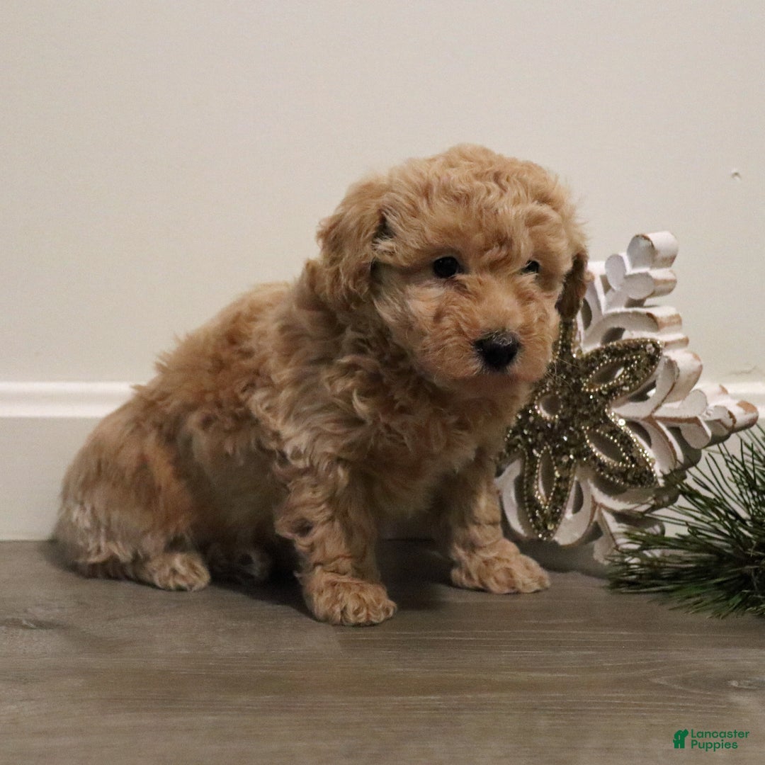 Miniature Poodle dogs for sale: Missy - Ad 4