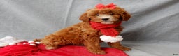 Mini Goldendoodle dogs for sale: Zoey - Ad 1