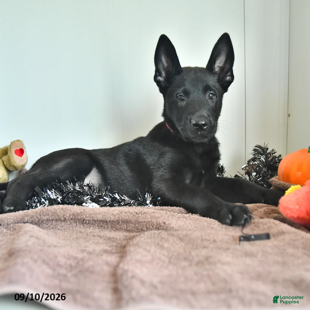 Belgian Malinois dogs for sale: Lupin - Ad 1