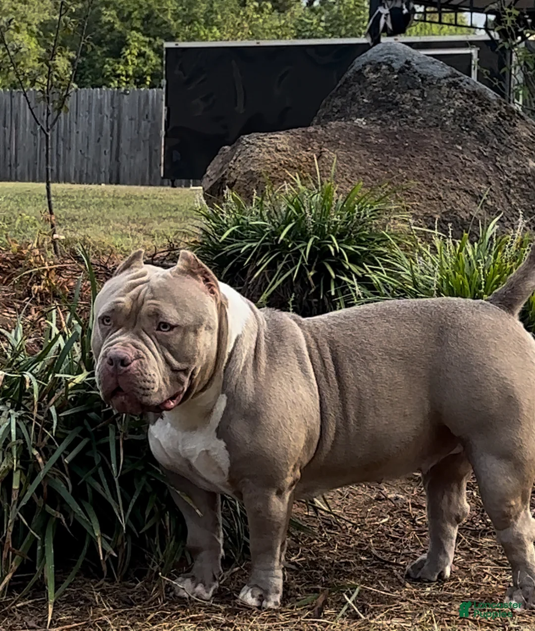 American Bully dogs for sale: Roxy - Ad 5